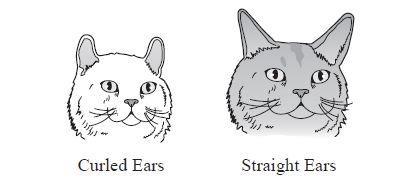 SAMPLE TEST ITEMS (1) Test Item #: Sample Item 1 Question: The gene for curled ears (C) is dominant over the gene for straight ears (c).