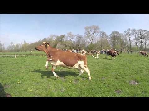 locomotion play at first time on pasture: https://www.