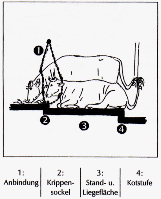 Example: Tied housing Can the cow perform
