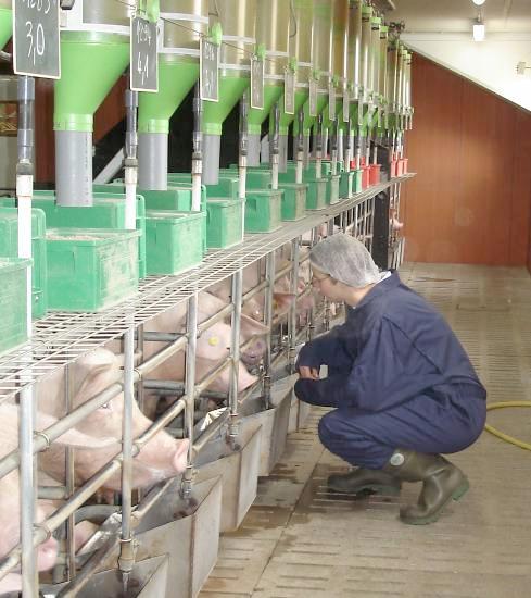 0- The sow allows the assessor to touch her between the ears or the sow