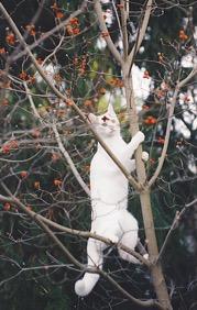 But Suddenly likes to climb little trees, too.