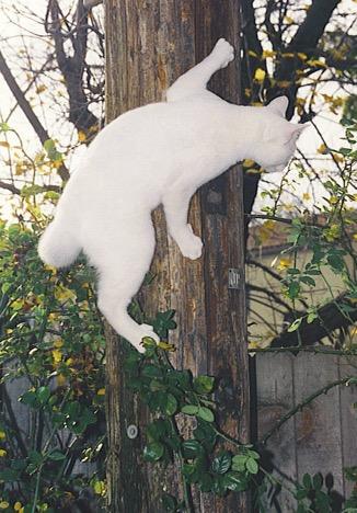 Suddenly loves to climb the telephone pole and look over the fence at Ralph, Mrs. Gardner s dog.