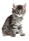 Cats usually acquire the infection by ingestion of tissue cysts, most commonly by predation on rodents and birds, by feeding on raw or undercooked meat from infected livestock or, less commonly, on
