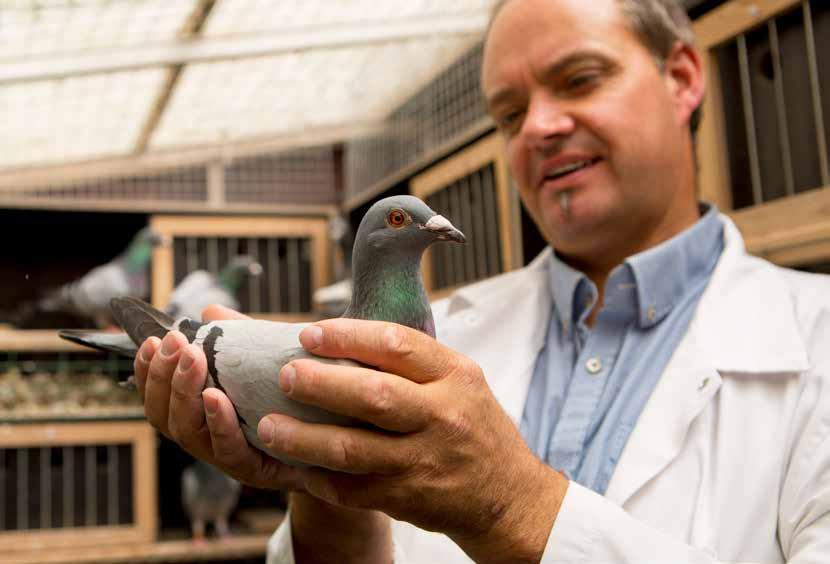 Natural. Creating winners every day. Since 1936 Natural has been passionate about pigeons.