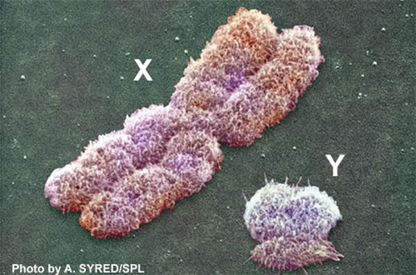 SEX CHROMOSOMES THE EXPRESSION OF GENES ON THE SEX CHROMOSOMES DIFFERS FROM THE EXPRESSION OF AUTOSOMAL GENES GENES THAT ARE LOCATED ON THE SEX CHROMOSOMES ARE CALLED SEX-LINKED GENES IN HUMANS, WHAT