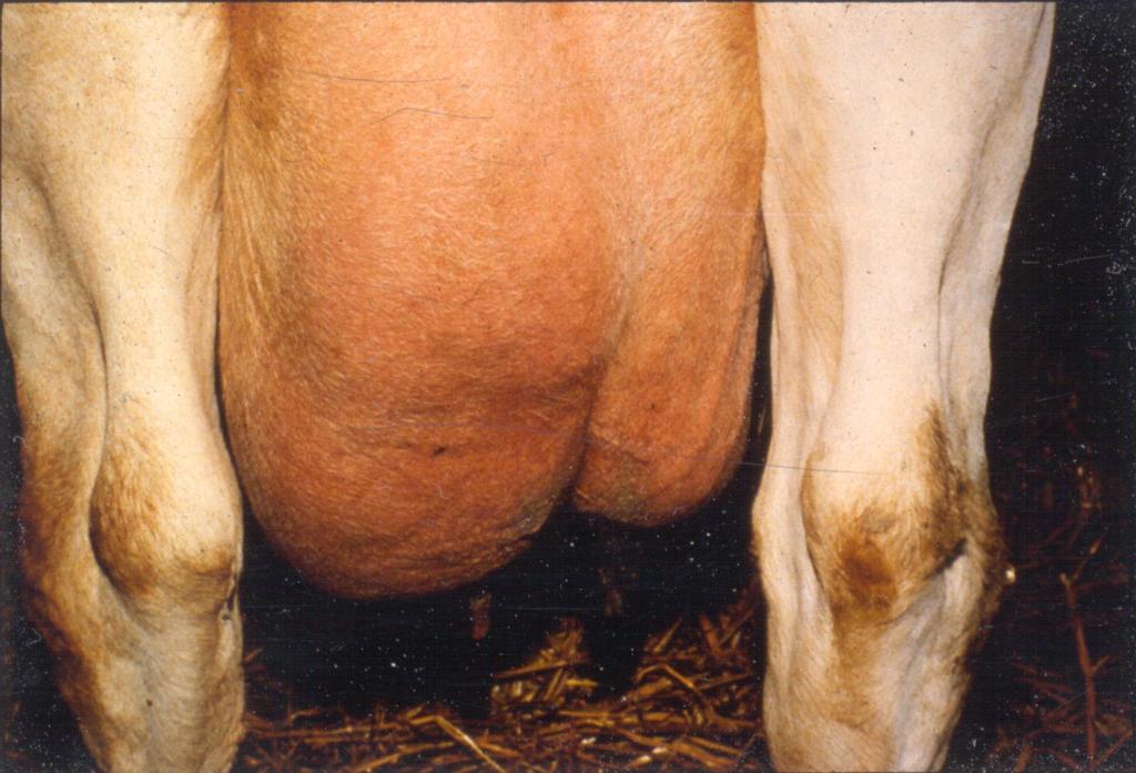 An understanding of: Physiology of the dry period Anatomy of teat end tissues Clinical/Subclinical Mastitis