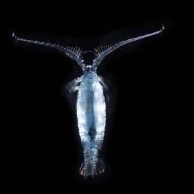 omnivorous Steven Haddock Tunicates salps