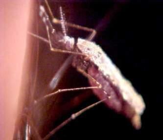Biology of Anopheles spp. Adult: Live 3 to 4 weeks although some can overwinter.