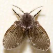 Psychodidae: Drain Fly