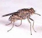 African Trypanosomiasis- Tsetse Fly Larvae are