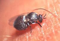 Onchocerciasis- Black Flies - Simulium complex