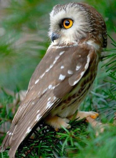 What is a Owl? An Owl is called a Strigiforme. A strigiforme is a scientific name for a Owl. An owls head can turn around.