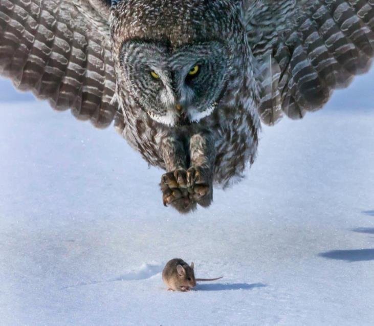 How do Owls Work? How do owls fly? Owls have fringe on the edge of their wing, the fringe breaks the flow of the wind, this makes wind give no sound of the owl coming straight towards the prey.