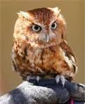 Types of Owls There are many species of owl. So of them are the northern spotted owl, snowy owl, tawny owl, and many more. There are 260 type of owls.