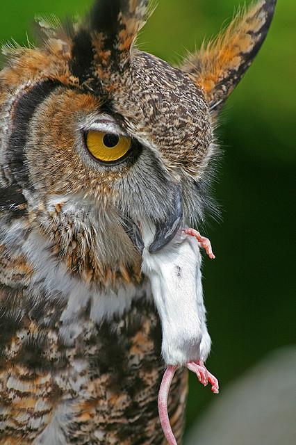 Hunter Owls hunt a variety of prey which include mice, moles, rabbits, insects, small birds, and small mammals. Owls also hunt other owls younglings.