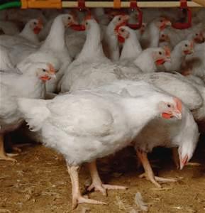 BROILER MANAGEMENT GUIDE A broiler is a type of chicken raised specifically for meat production. Broiler Chicken production is one of the most progressive livestock enterprises in Africa today.