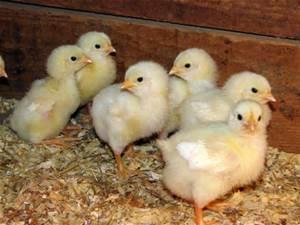 Rearing Day old chicks The day old chicks should be purchased from reputable hatcheries with a good track record. Broiler chicks selected should be approximately 33g in weight and healthy.