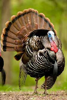 NATURAL RESOURCES Wild Turkey Biology and Habitat Management in Missouri Not much more than a half century ago, Missouri s wild turkey population was in danger of disappearing from the landscape.