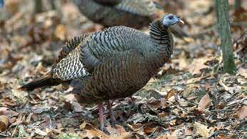 Missouri is home to the eastern subspecies of wild turkey, one of five subspecies native to North America.