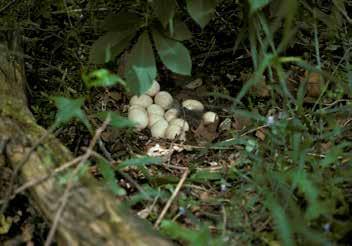 Figure 5. Wild turkey nest. Figure 6. Wild turkey hen with poults. most nests are lost to predators each year.