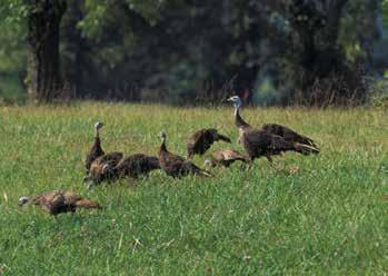 Brood-rearing season The incubation period for wild turkeys lasts about 28 days.