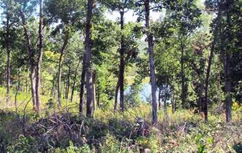Woodlands have 30 to 80 percent canopy closure, a sparse midstory and an understory of forbs and grasses.
