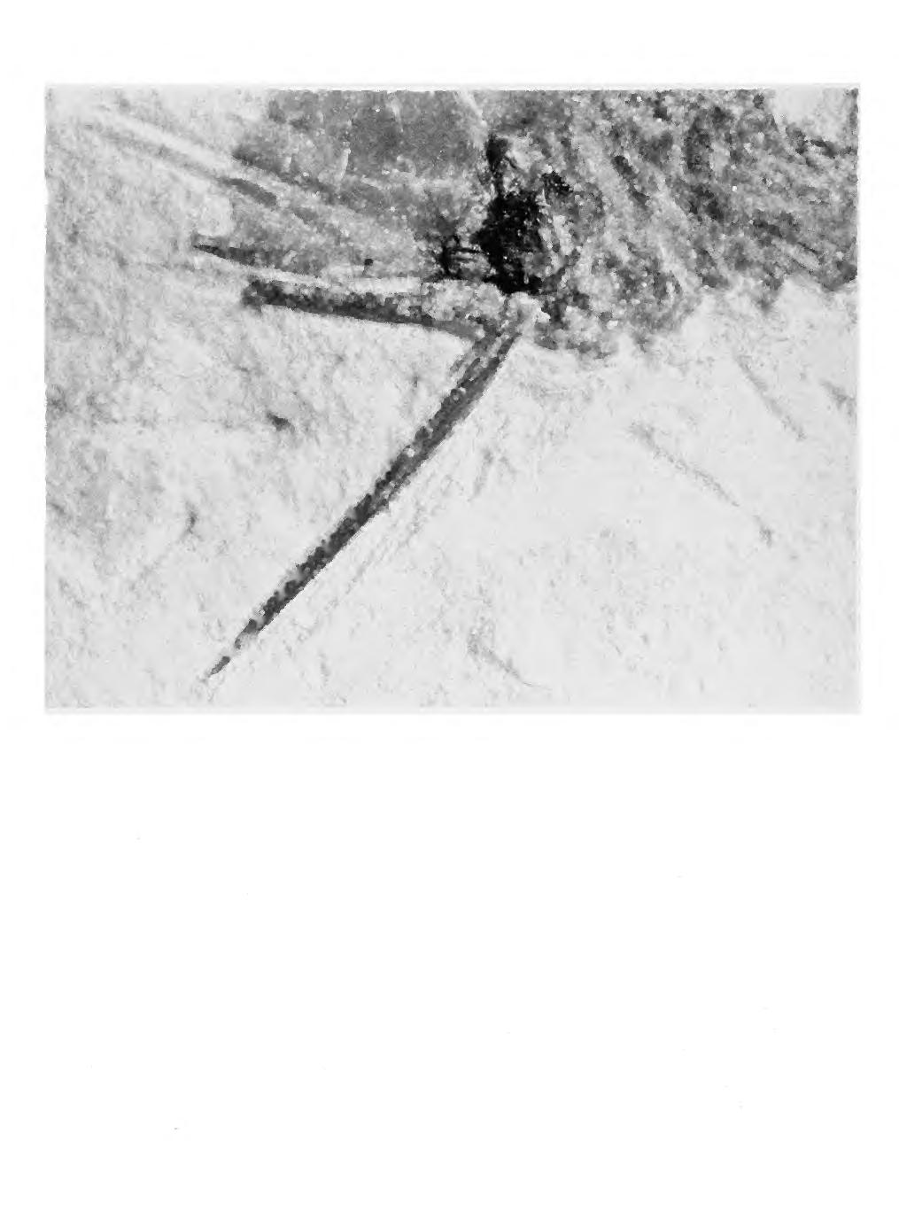 10 SMITHSONIAN CONTRIBUTIONS TO PALEOBIOLOGY FIGURE 6. Photograph of the pelvic region of the holotype of Cretatriacanthus guidottii, MCSNV 1377, 24.
