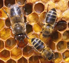 Drones: Day 1-7 Emergence: Beg food from nurse bees for first 4 days Eat from open cells in