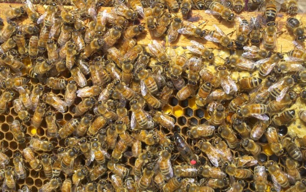 Summary Worker bees have a specialized schedule of age related tasks depending on season and condition of colony.
