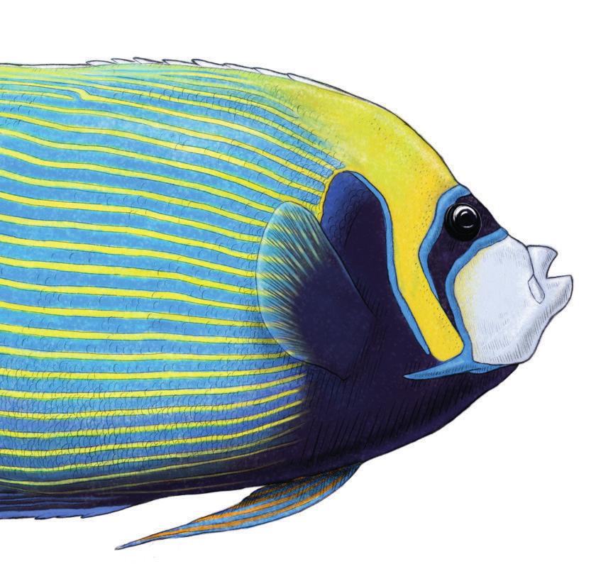 Emperor Angelfish (Pomacanthus imperator) Angelfish, such as the Emperor Angelfish, are a typical choice for fish only