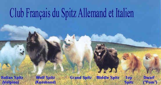 Known as the Spitz, Eskimo Spitz or American Eskimo Spitz Believed to be