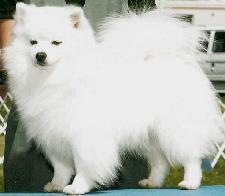 Small to medium-size Nordic type dog Always white, or white