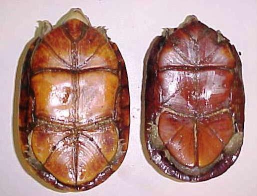 064.2 Conservation Biology of Freshwater Turtles and Tortoises Chelonian Research Monographs, No. 5 Figure 2. Adult female (left) and male (right) K.