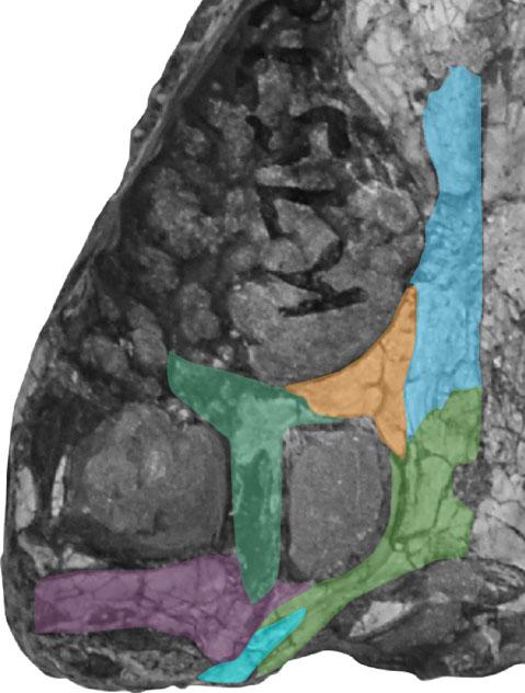 a Three-dimensional reconstruction of contrast-stained specimen of Anolis sagrei, illustrating the direct correlation between the osseus supratemporal fossa and the transverse breadth of the dorsal