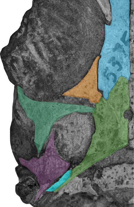 Photographs of the fossil skulls of b Tropidostoma Zone Youngina (SAM-PK 7573), c Prolacerta broomi (BP/ 5375), d juvenile hyperodapedontine rhynchosaur (MCZ 664), and e Hyperodapedon sanjuanensis