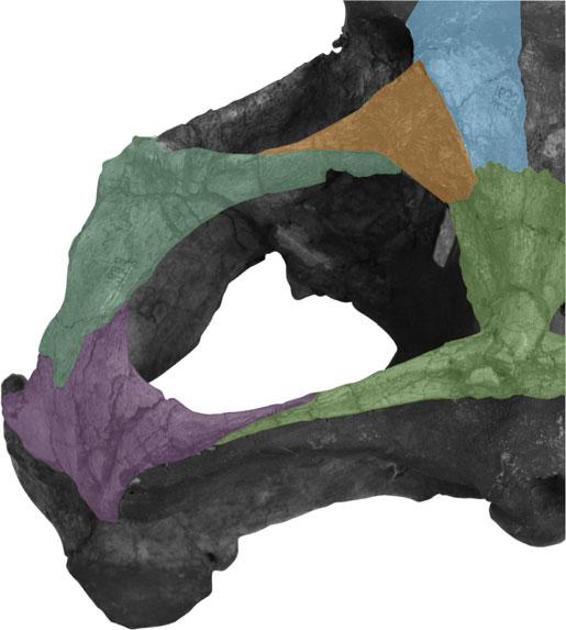 However, the configuration of the palatines and preserved portions of the pterygoid transverse processes suggests that the skull was depressed relative to its length (Fig. c).