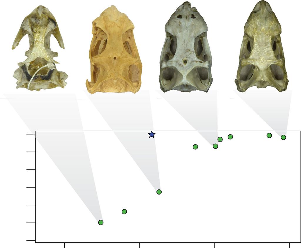 NATURE COMMUNICATIONS DOI: 0.038/s4467-08-03508- ARTICLE animals with very narrow sagittal crests (Fig. 2a, c e).