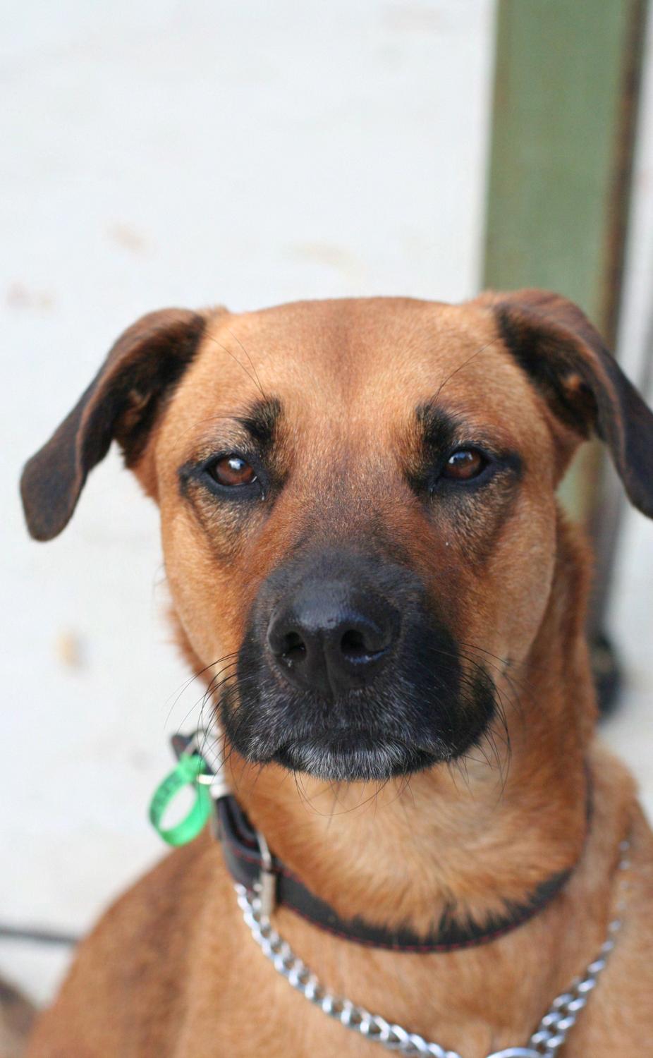Billy is exceptionally friendly and loves to run. He is happiest jogging along beside you, or fetching his ball in the backyard.