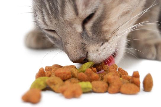 21 Do you typically buy name-brand or store brand pet food?