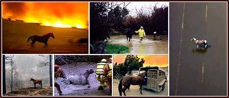 Horse and Livestock owners must be responsible for their stock in emergencies.