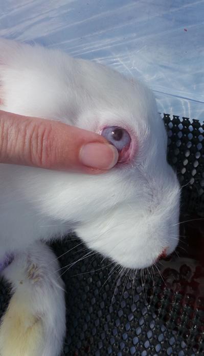 Checking for Insensibility and Confirming Death Regardless of the method used, it is important to test to ensure the rabbit is insensible immediately after application of the euthanasia procedure.