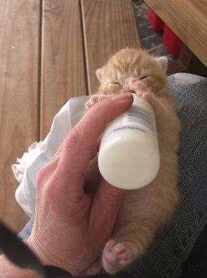 Aspirating If a bottle baby accidentally gets formula into their lungs while feeding: Firmly pat kitten s back until you hear a cough If no coughing, turn baby upside down (tail over head) and shake