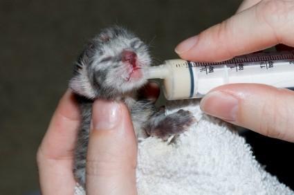 consumed Consider "topping off" young kittens with a second feeding Give meds if applicable Stimulate