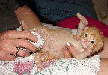 bathe a kitten under 5 weeks old, you should completely dry them with a warm towel before putting