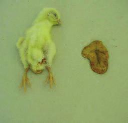 Hatchery ventilation and incubation temperatures, particularly during winter time, must be able to cope with this or