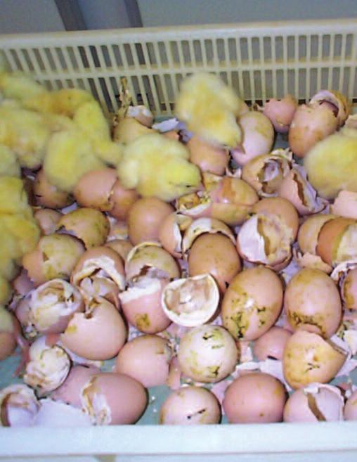 egg shells is a good subjective indication that chicks