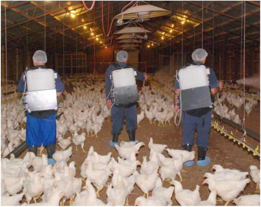 E. coli Infection Treatment/Control Antibiotic in feed or water (e.g. Aureomycin) E.