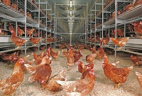 Pros of Cage-Free Housing More room to exhibit natural behaviors