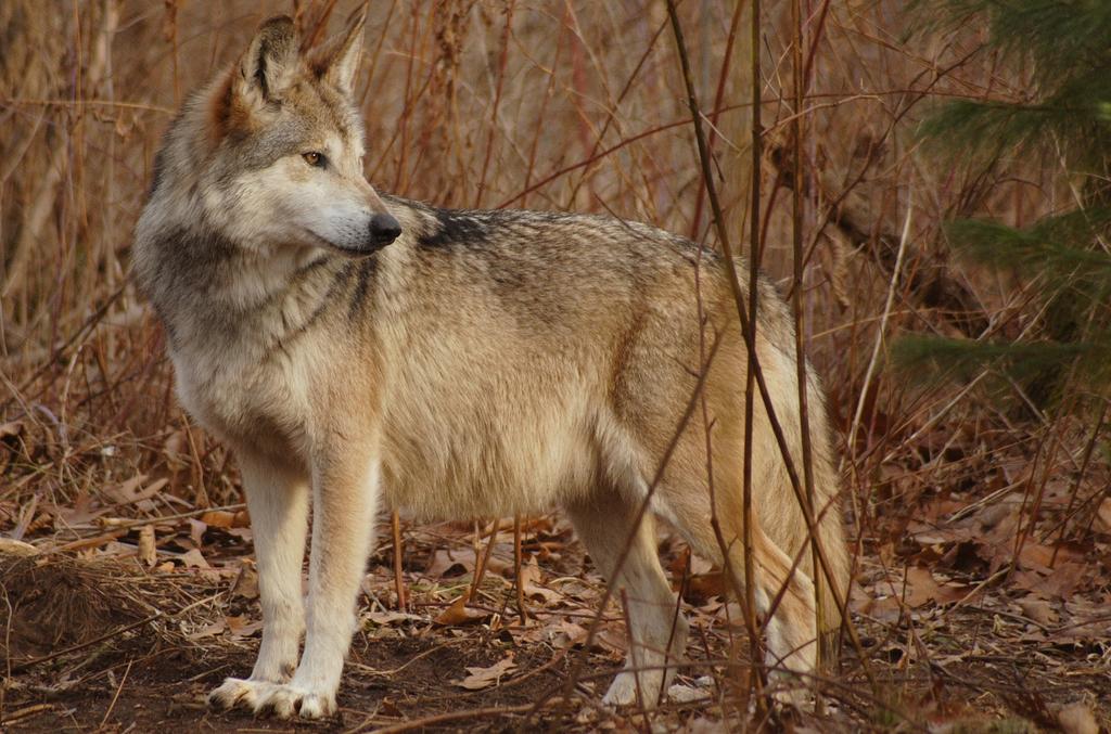 Whose side are they on? Four States Efforts to Derail Wolf Recovery Mexican Wolves are in real trouble.