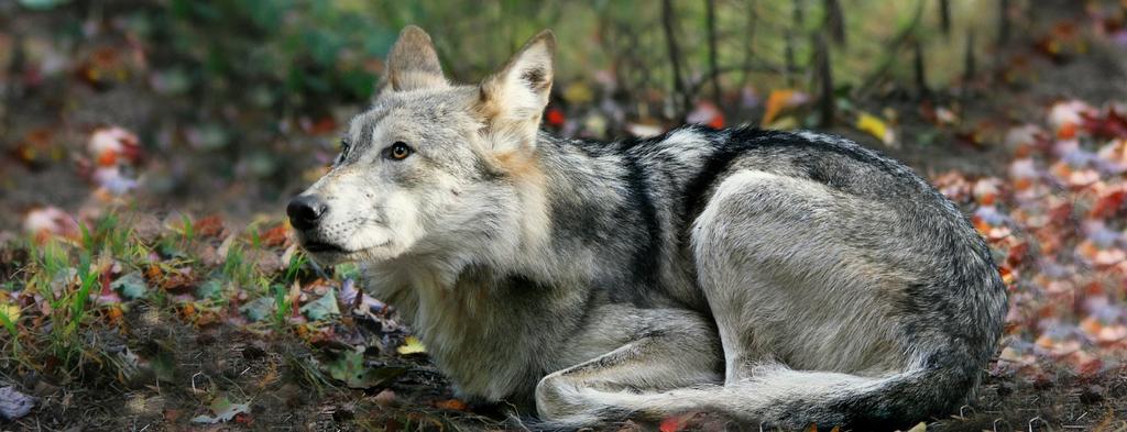 To recover the Mexican wolf, the best available science calls for Population size and trend: A minimum of 3 core populations of at least 200 wolves each, totaling at least 70 wolves, with each